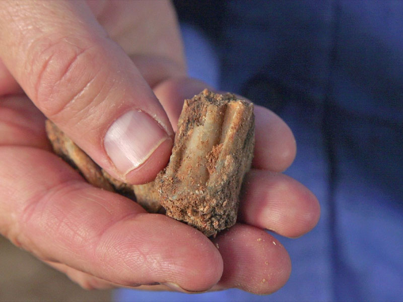 Ancient fallow deer tooth