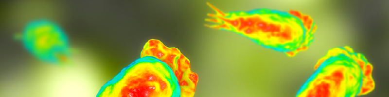 naegleria fowleri