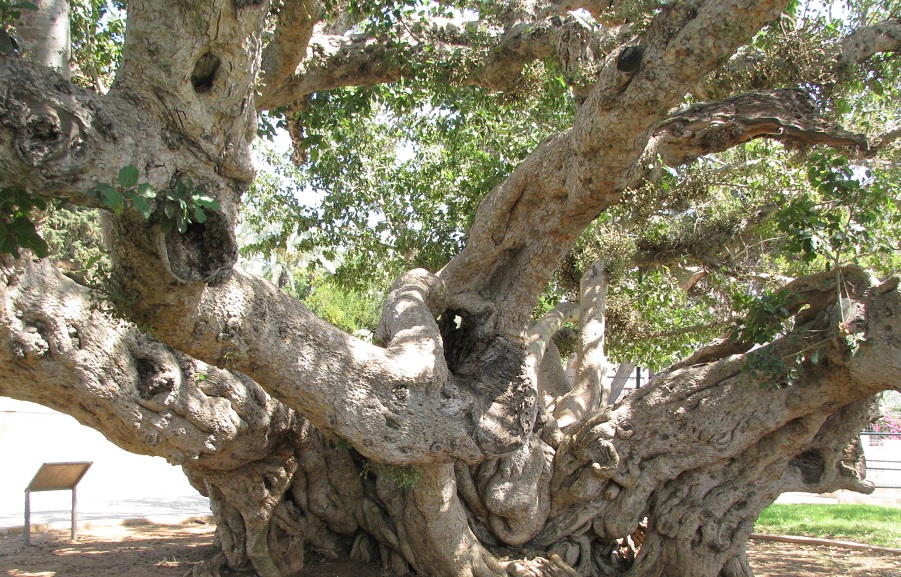 Mature Tree