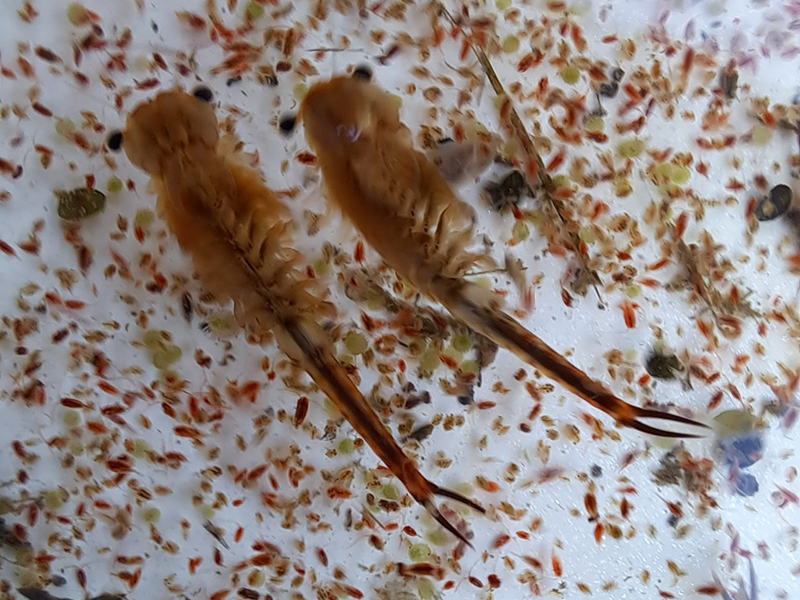 זימרגל ארץ־ישראלי