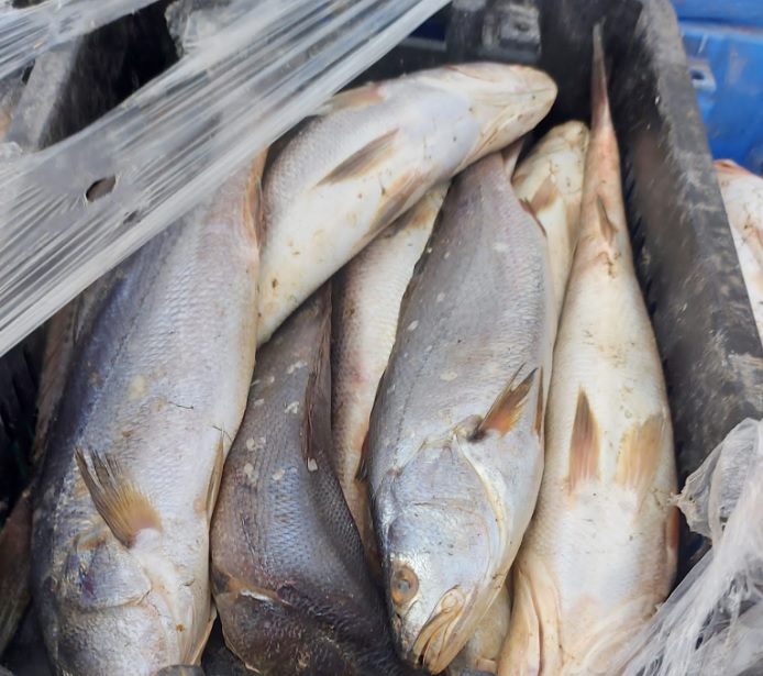 attempt to smuggle fish and seafood from Gaza into Israel