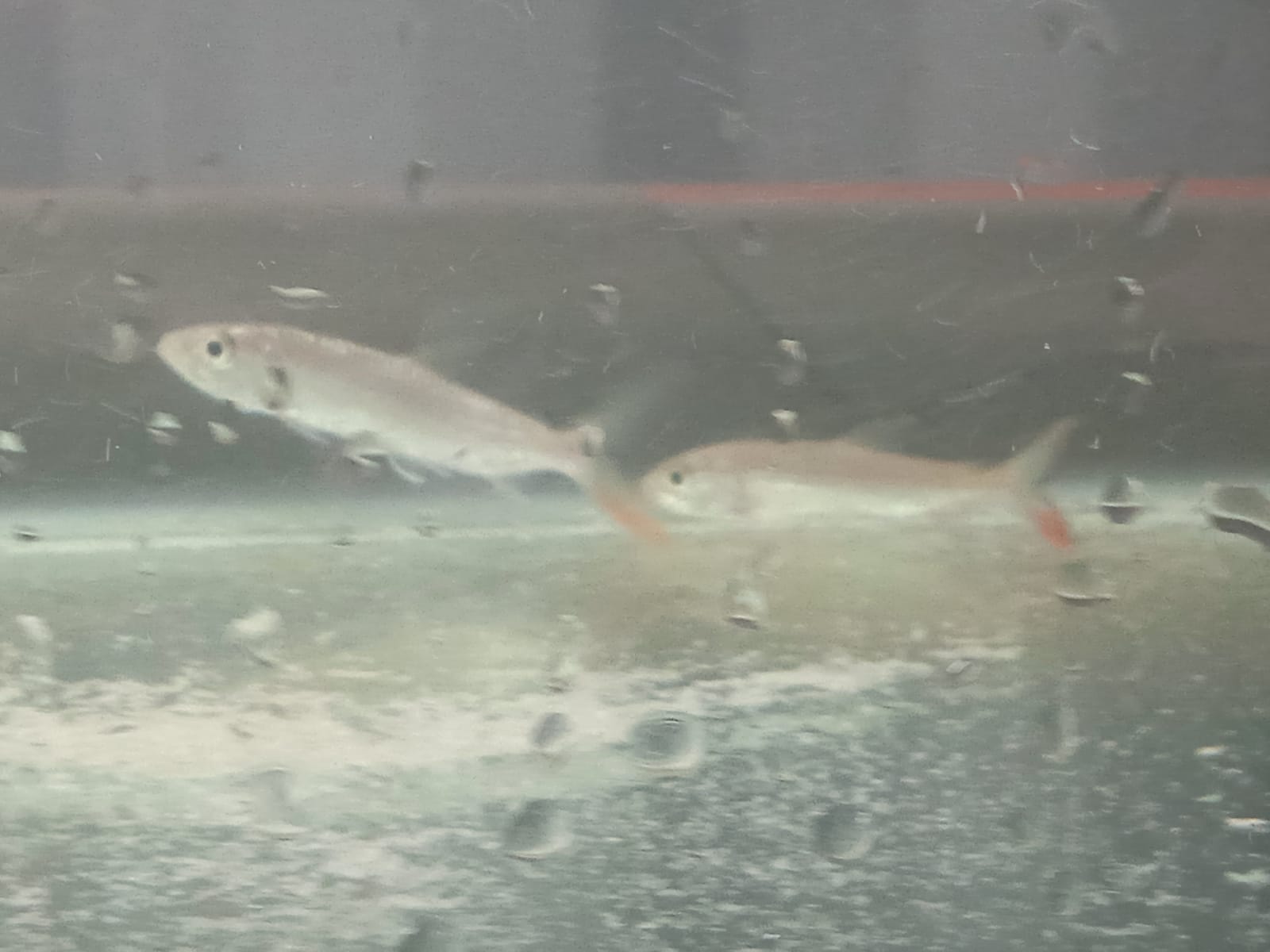 Caution: predatory fish! Inspectors from the Ministry of Agriculture ...