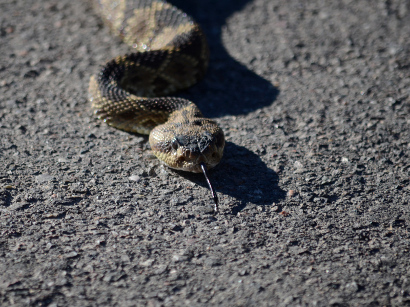 Snakes Rosh נחש על אם הדרך