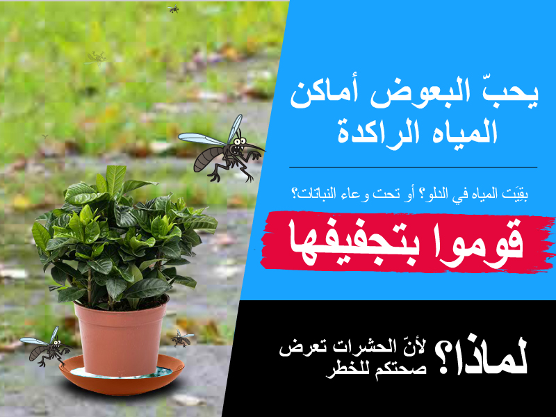 Arab Bug الدعوة إلى تجفيف المياه الراكدة لمنع انتشار البعوض