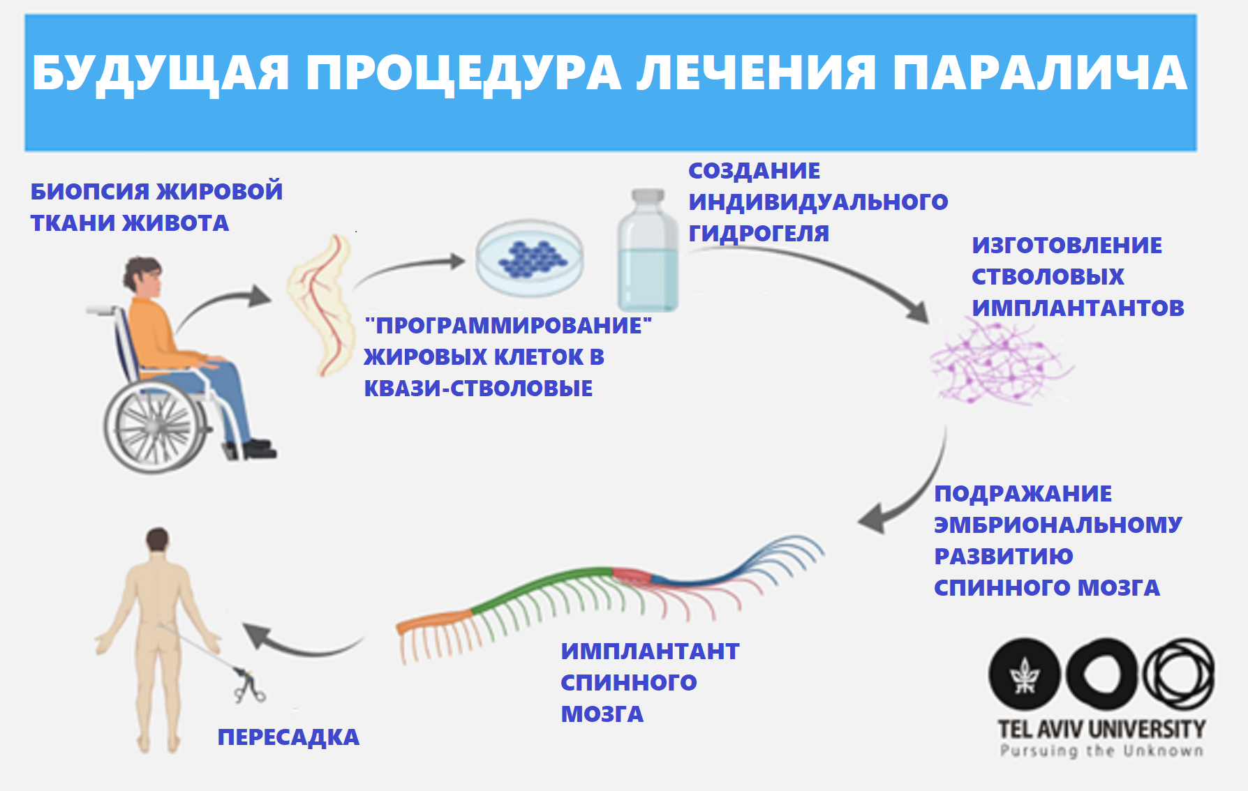 Процесс проведения трансплантации